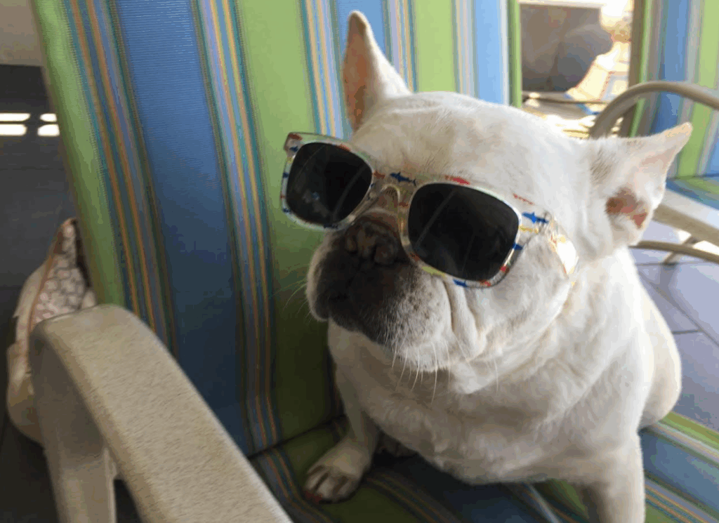 Dog wearing sunglasses posing in lounge chair