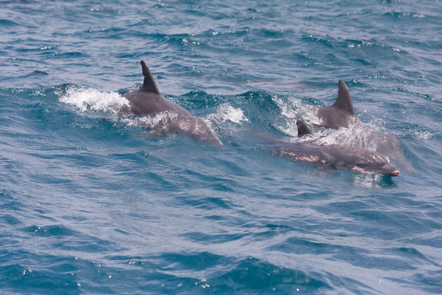 Dolphin escort