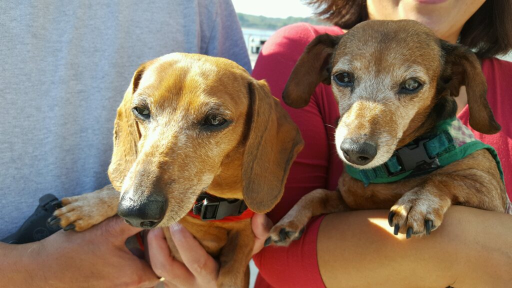 Two dog passengers enjoying the views from the top deck