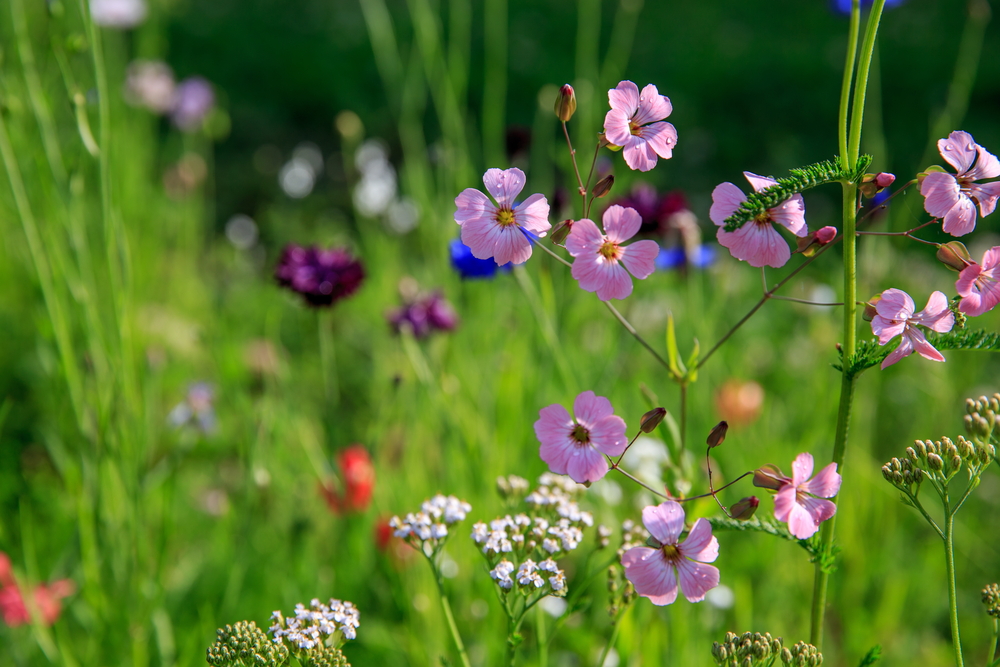Colorful wildflowers in a field
