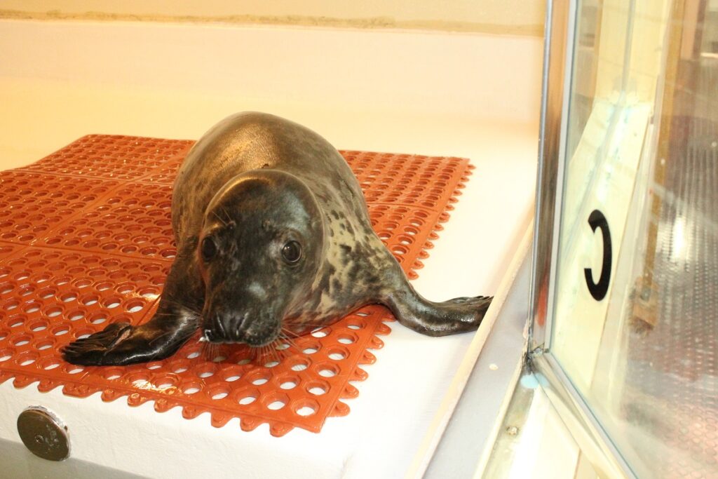 In 2018 Jelly Bean took the Ferry with MERR to receive treatment at the MMSC in NJ