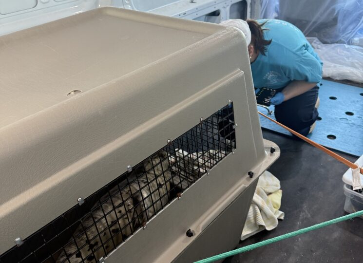 Pinto traveled aboard the Ferry in a carefully prepared transport van, accompanied by expert responders from the MERR Institute.