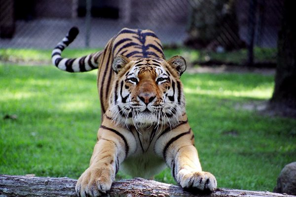 Cape_May_County_Zoo_Excursions_2026_CMLF_Tiger_Hero