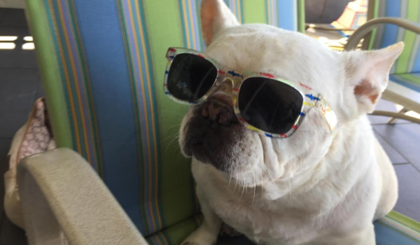 Dog wearing sunglasses posing in lounge chair