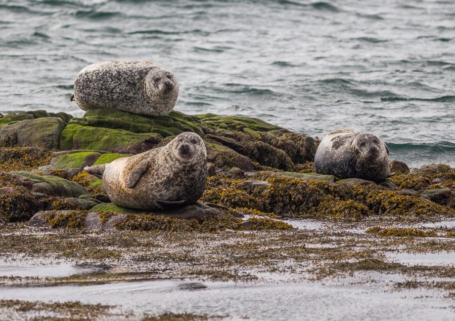 Seals seen from the Cape May - Lewes Ferry in Lewes, Delaware