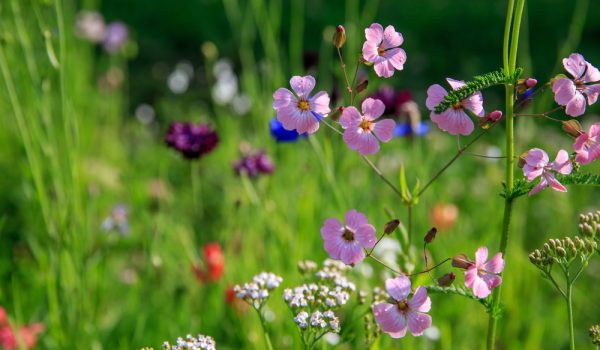 Colorful wildflowers in a field
